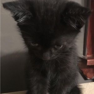 Meet your Posher, No